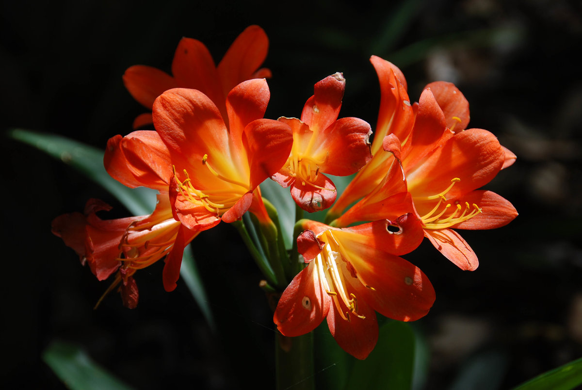 Clivia Südafrika.jpg