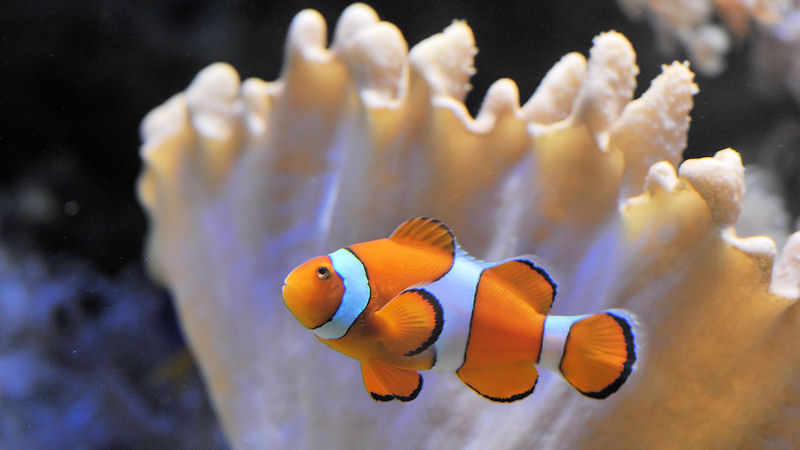 Clownfisch
Luisenpark Mannheim
6833