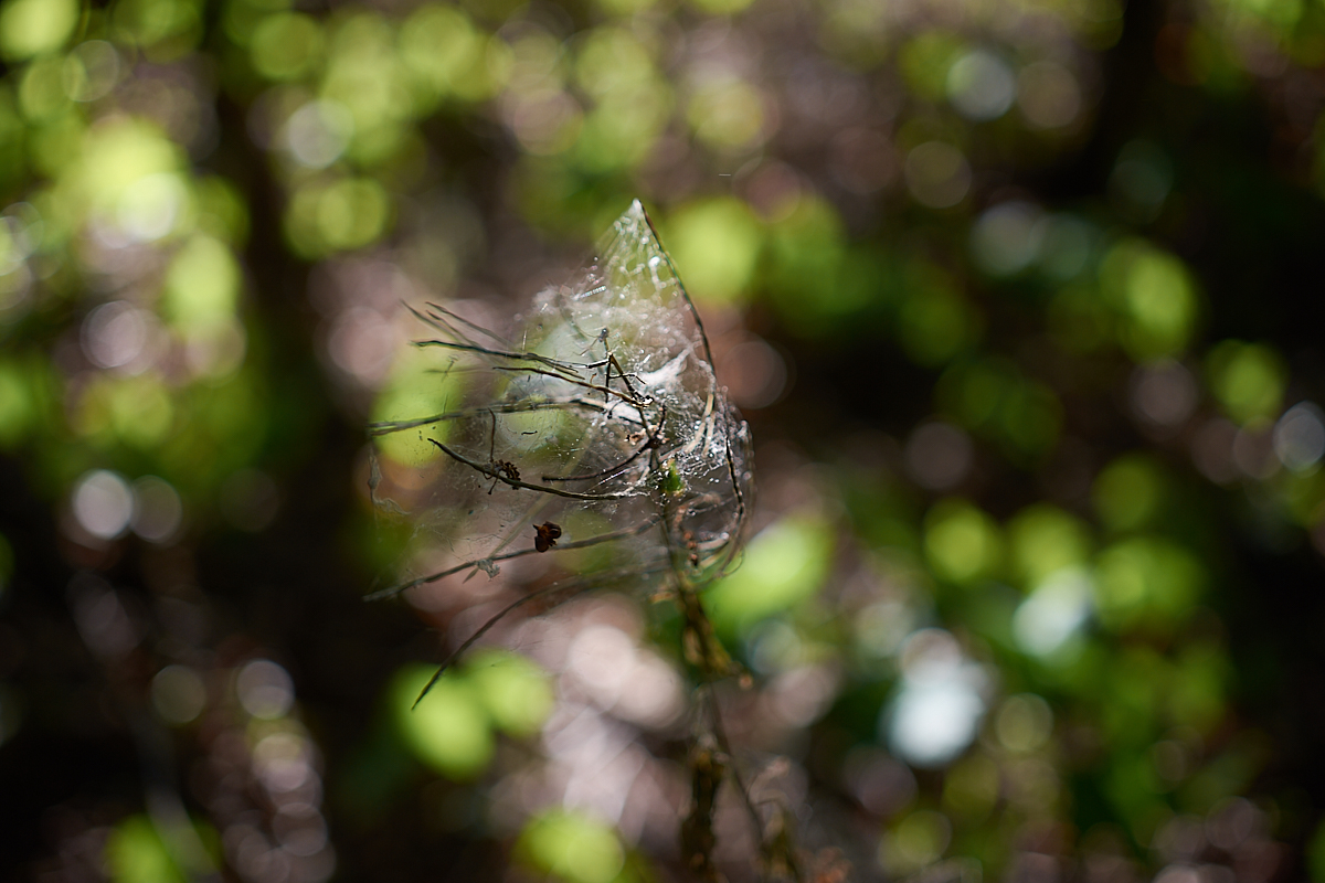 cobweb bokeh