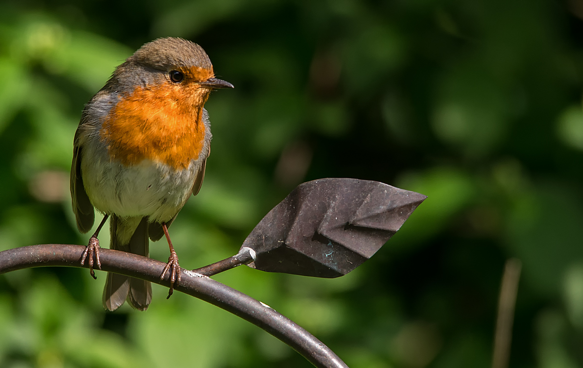 Cock Robin 6.jpg