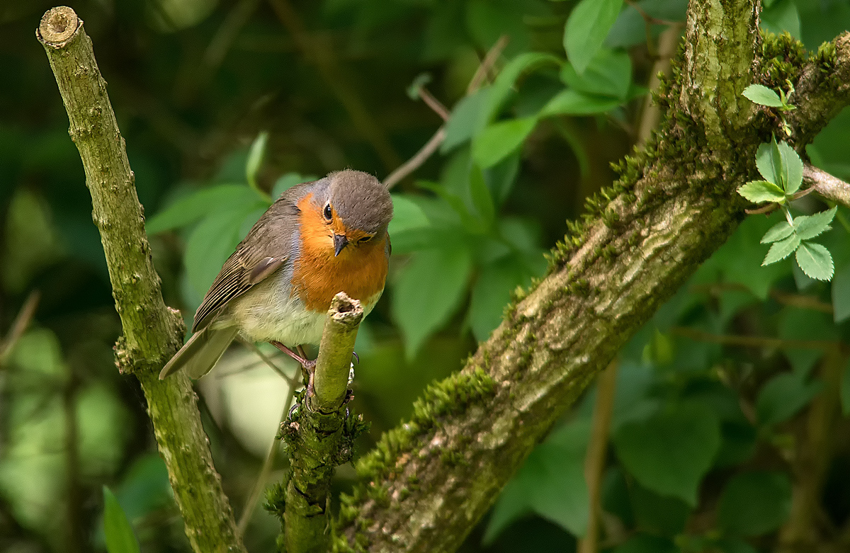 Cock Robin 8.jpg