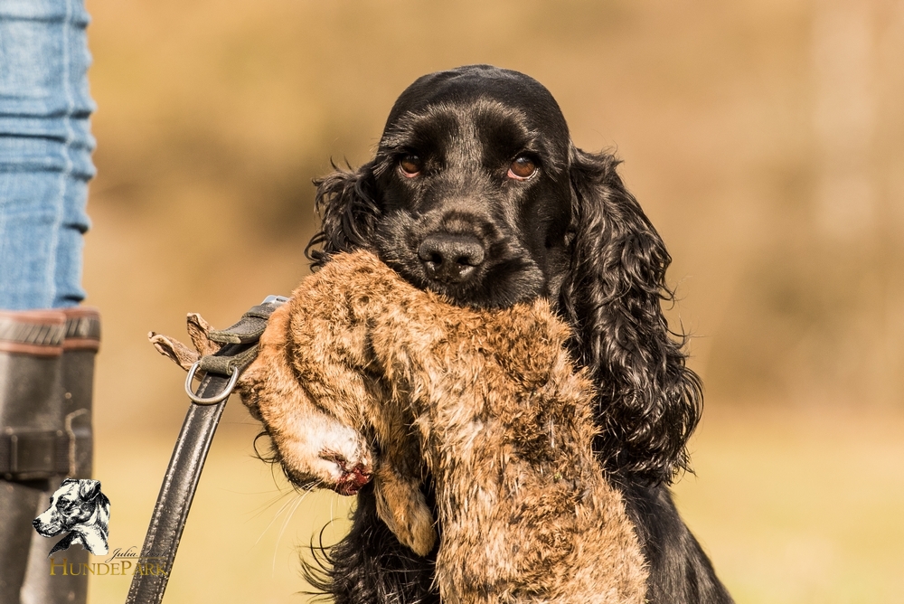 Cocker Spaniel