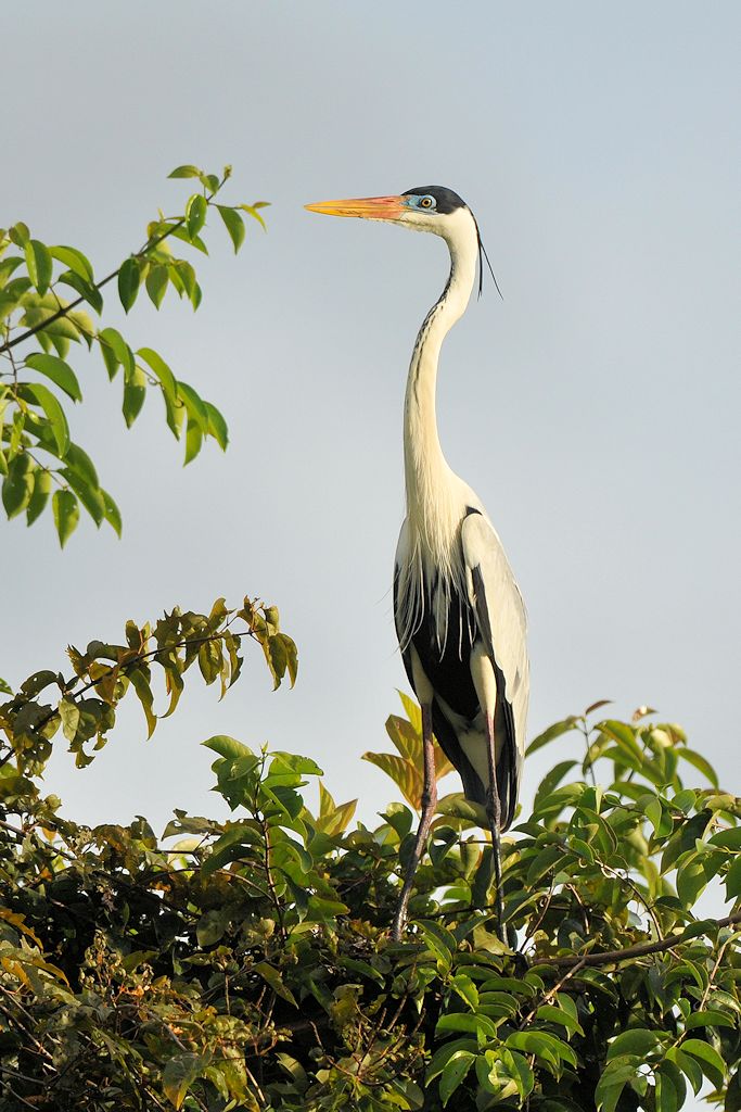 Cocoireiher (Cocoi Heron)
Karanmbu
4645 h