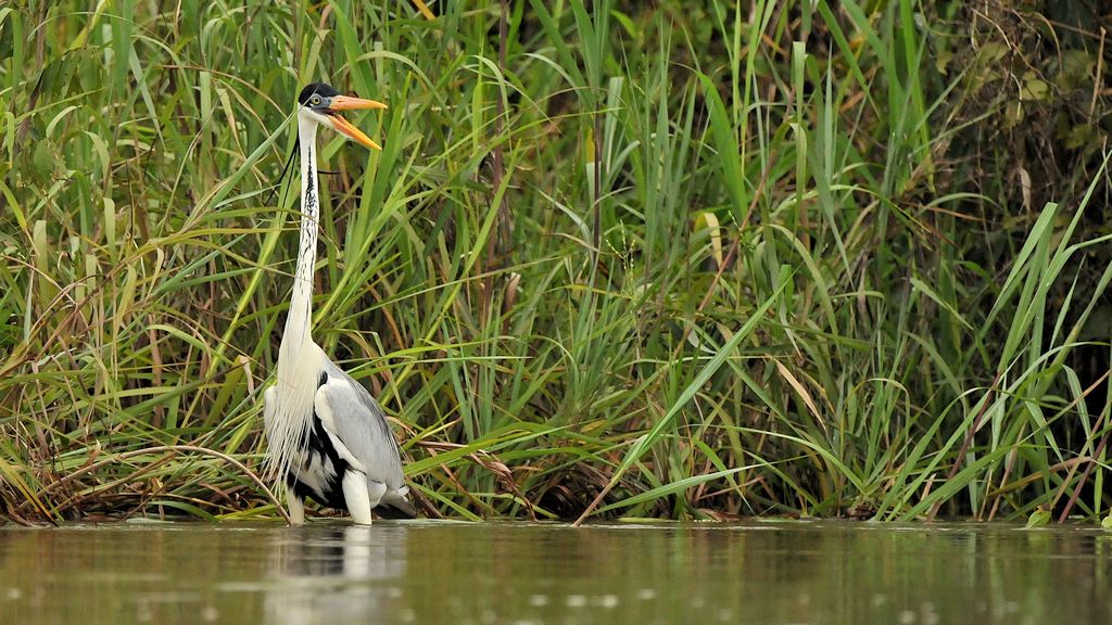Cocoireiher (Cocoi Heron)
Rupununi bei Karanambu
5103