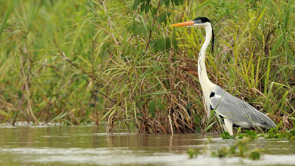 Cocoireiher (Cocoi Heron)
Rupununi bei Karanambu
5152