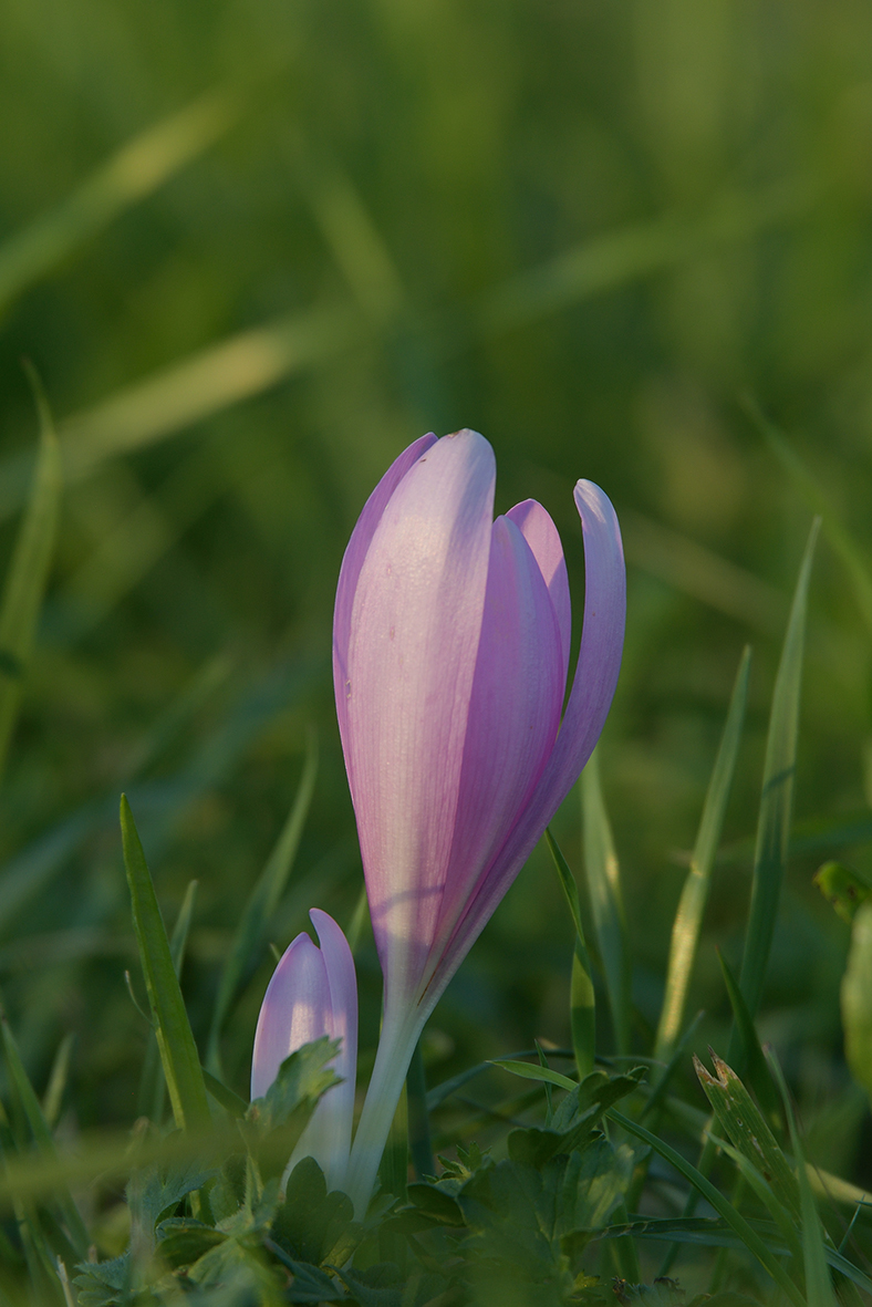 ColchicumAutumnale_D500_DSC1615_13x20.jpg