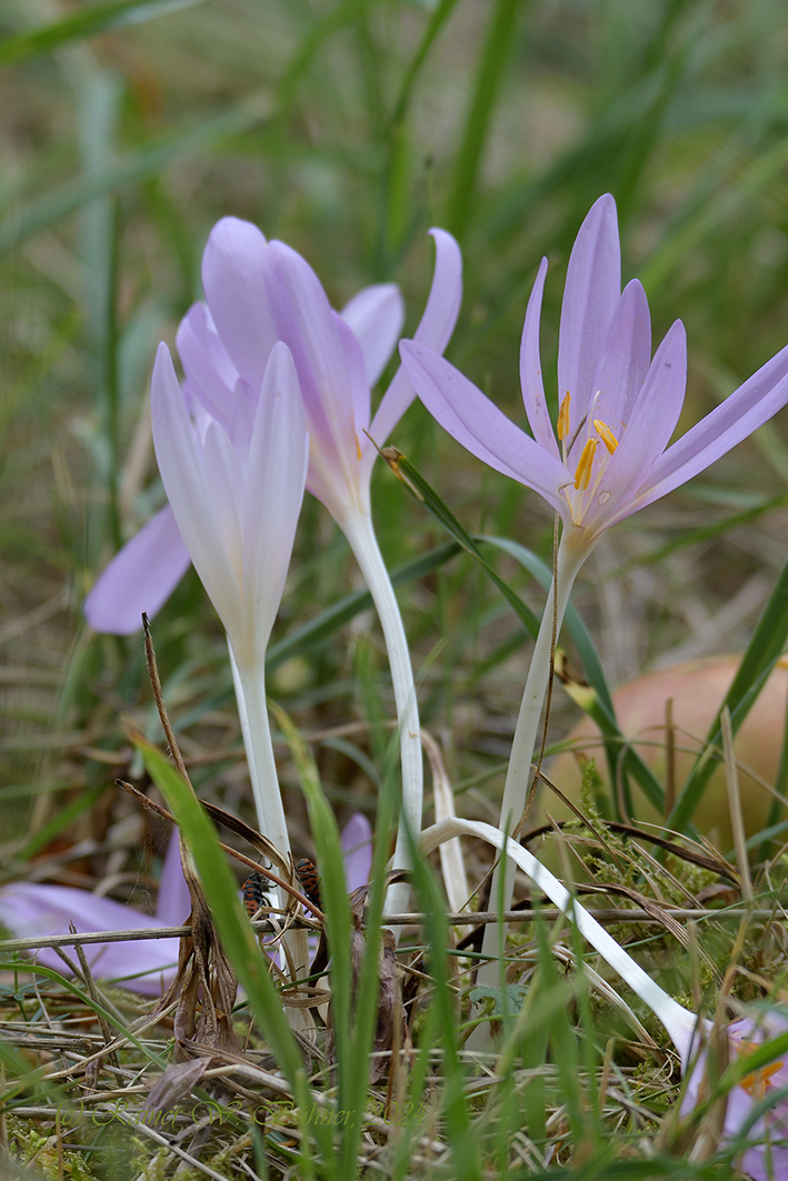 ColchicumAutumnale_D500_DSC1650_12x18x150.jpg