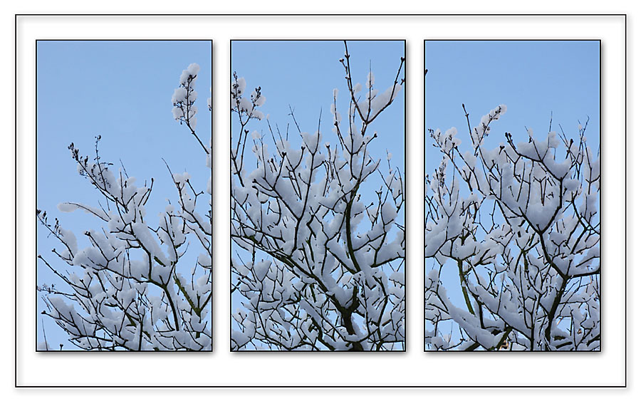 Collage1