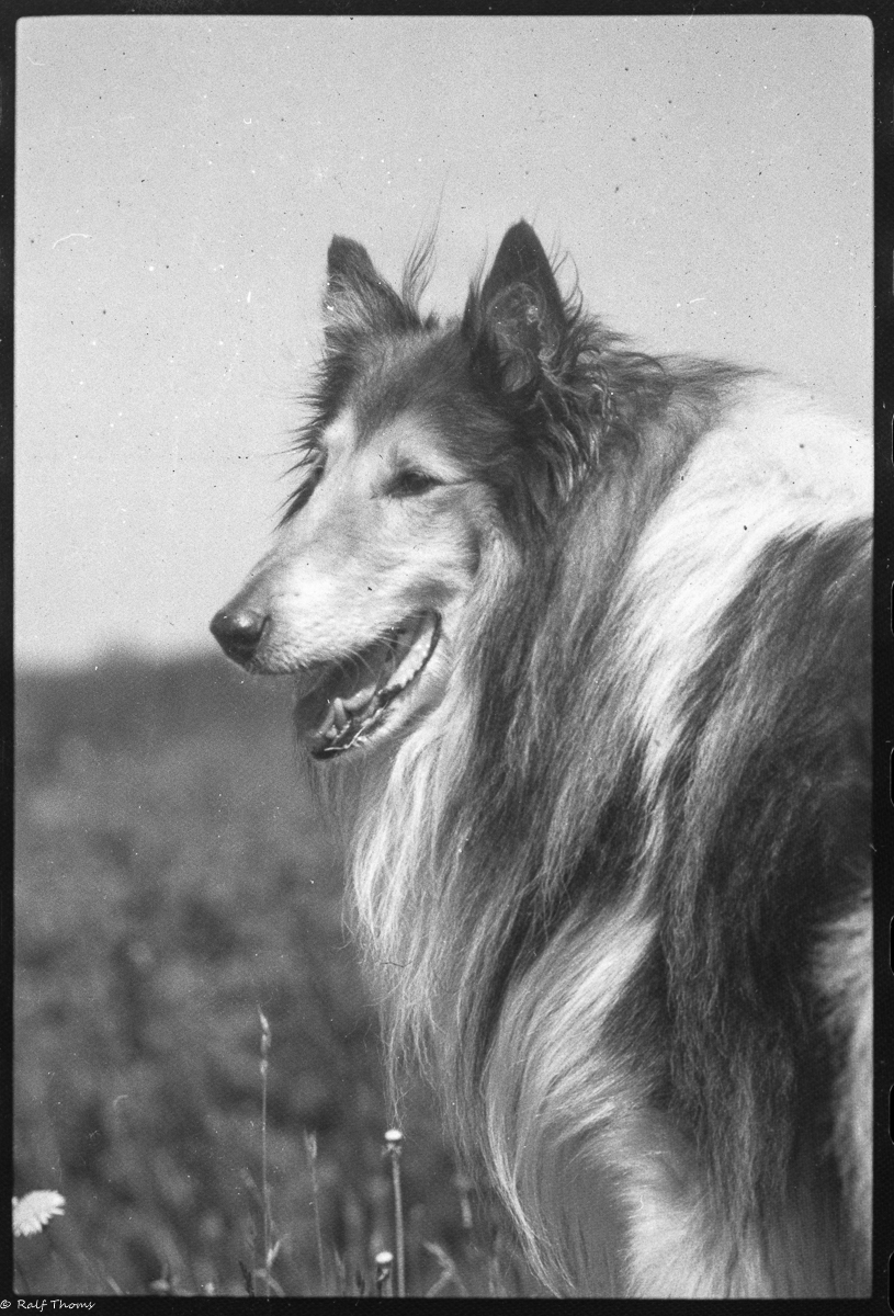 Collie
