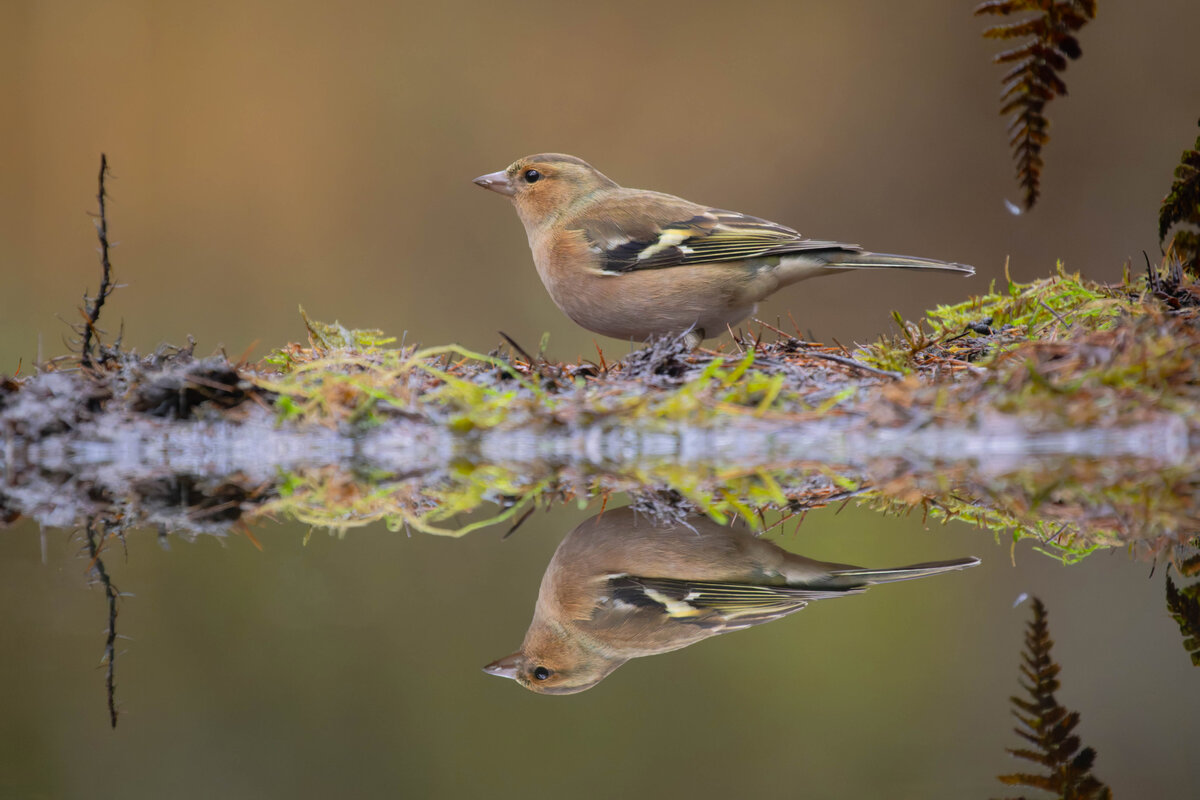 Common Chaffinch 1.jpg