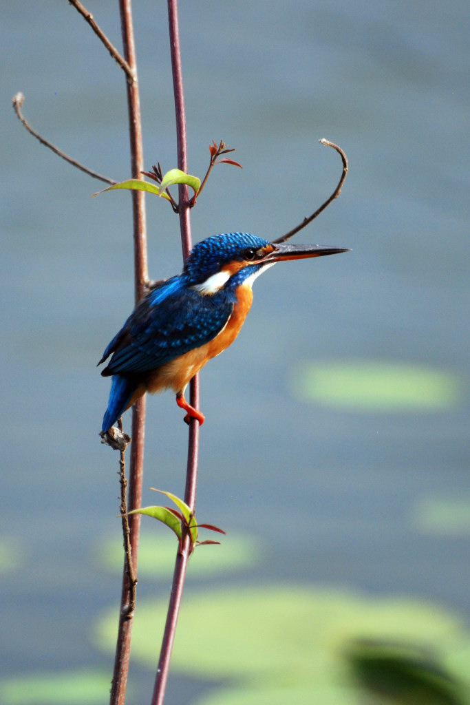 Common Kingfisher