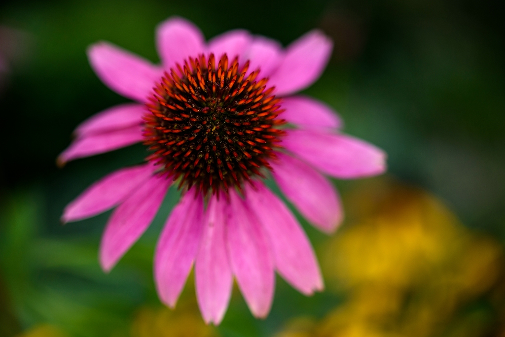 comp 19. August 2015 D75 7704