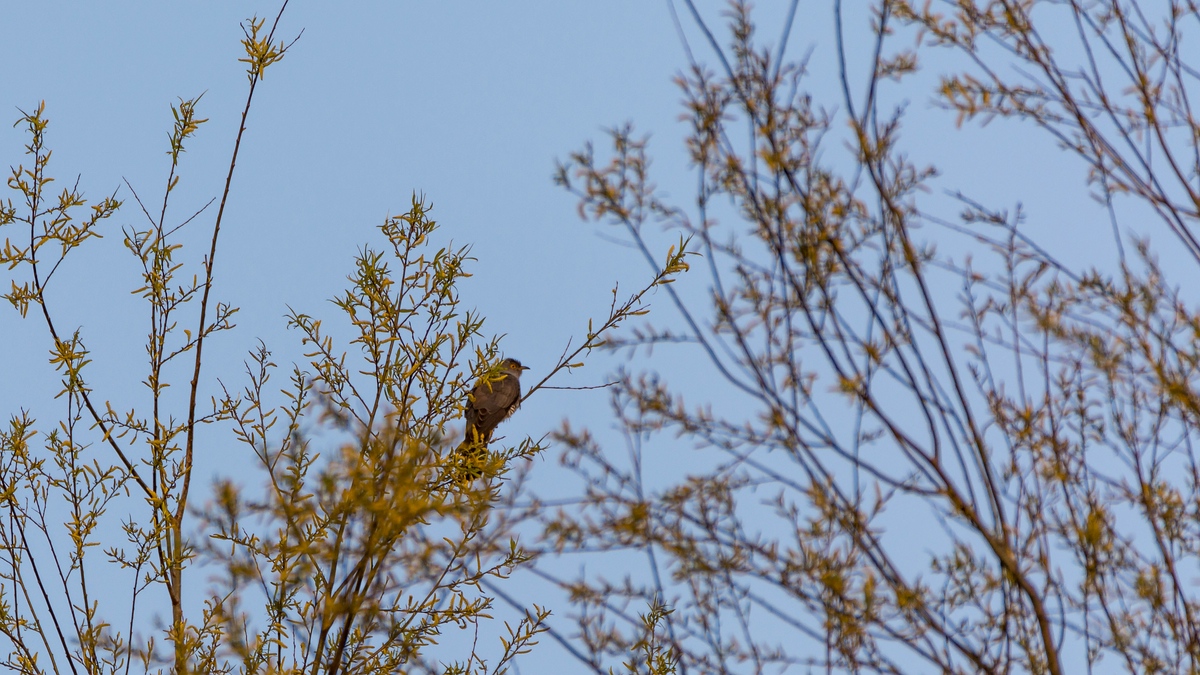 comp 20170506 DSC 5381