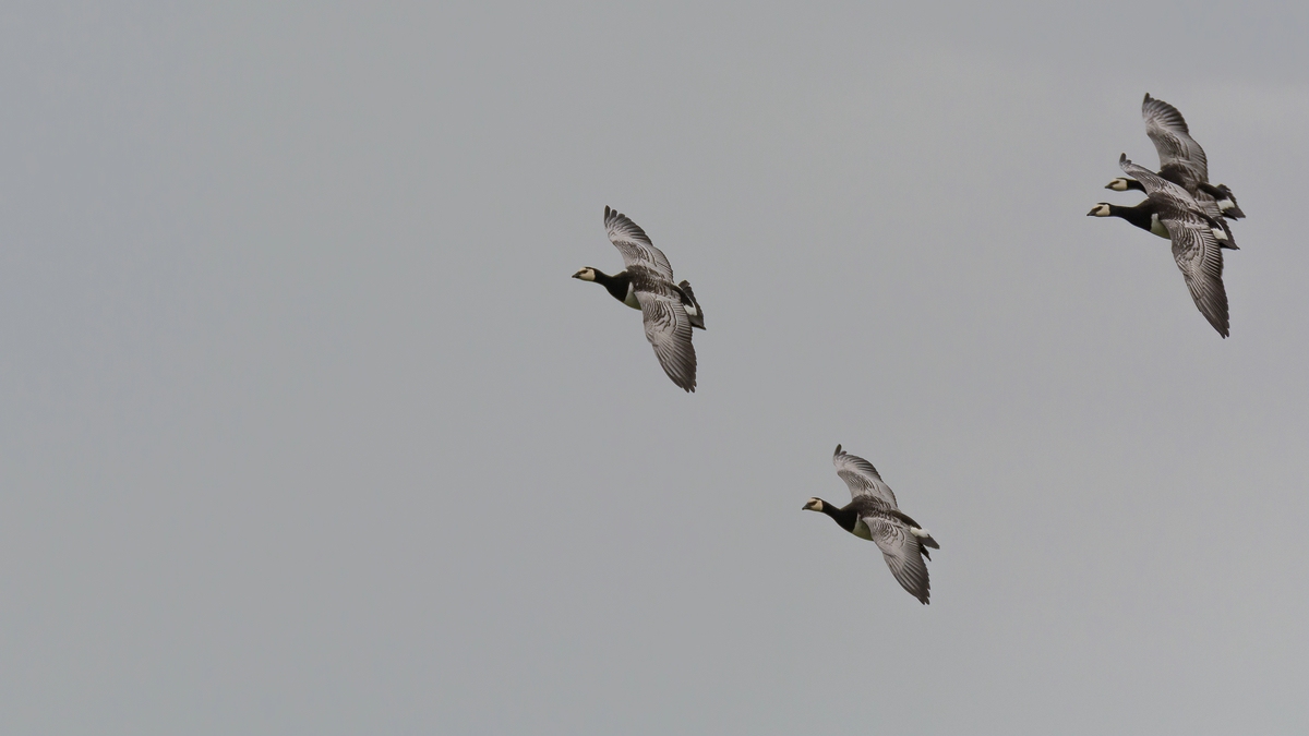 comp 20170508 DSC 5417