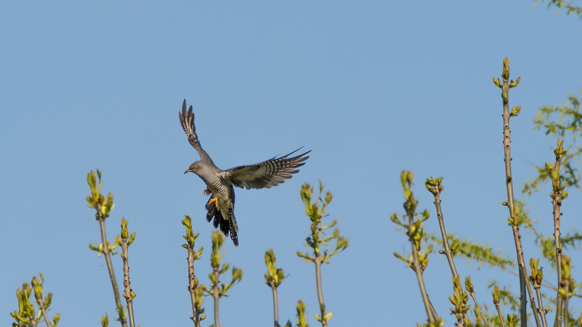 comp 20170514 DSC 5719