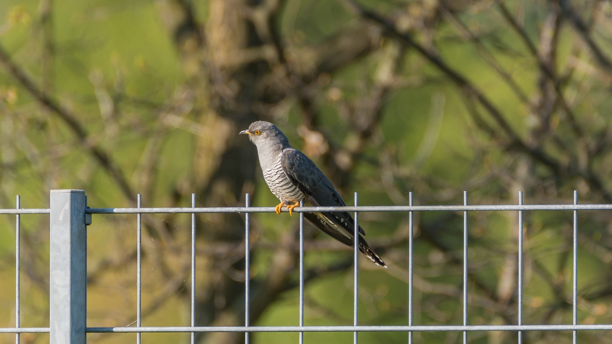 comp 20170514 DSC 5743