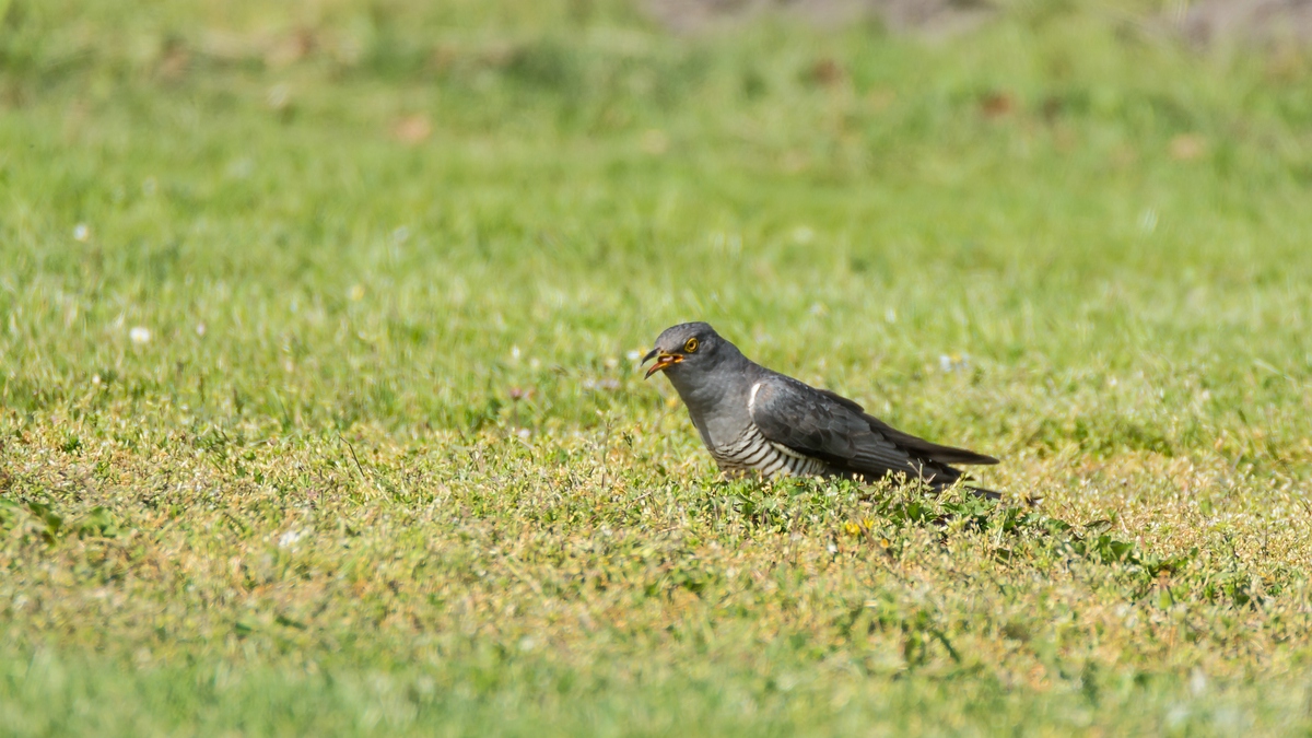 comp 20170515 DSC 5780