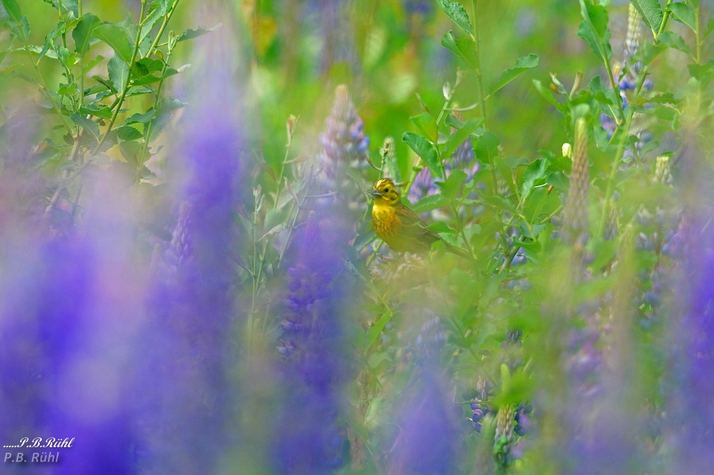 comp 3comp 3221D8E 6993