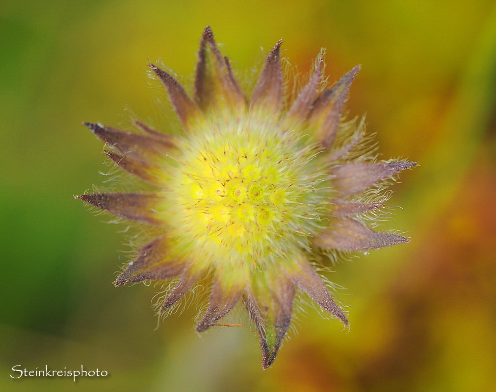 comp Ackerwitwenblume