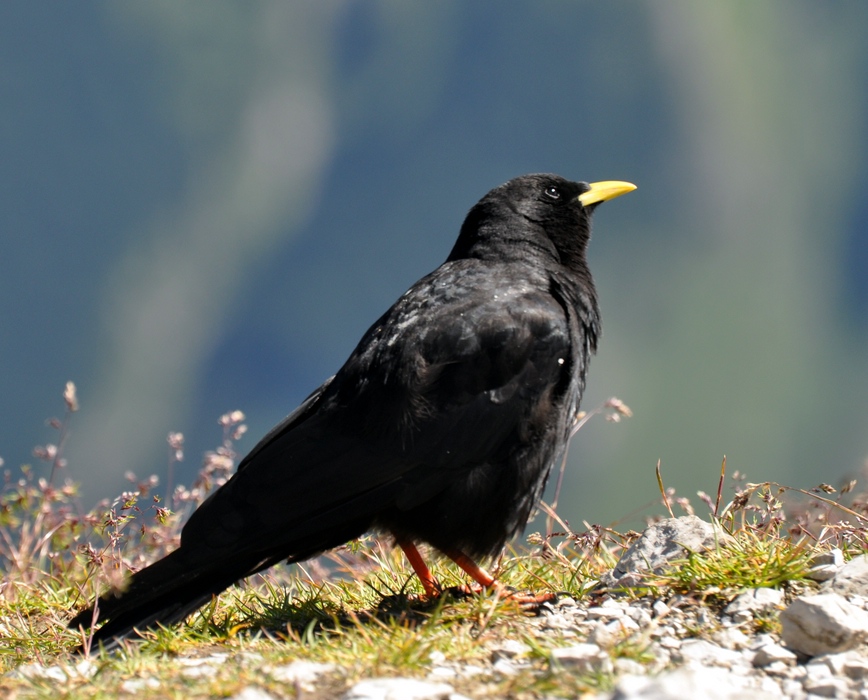 comp Alpen 055