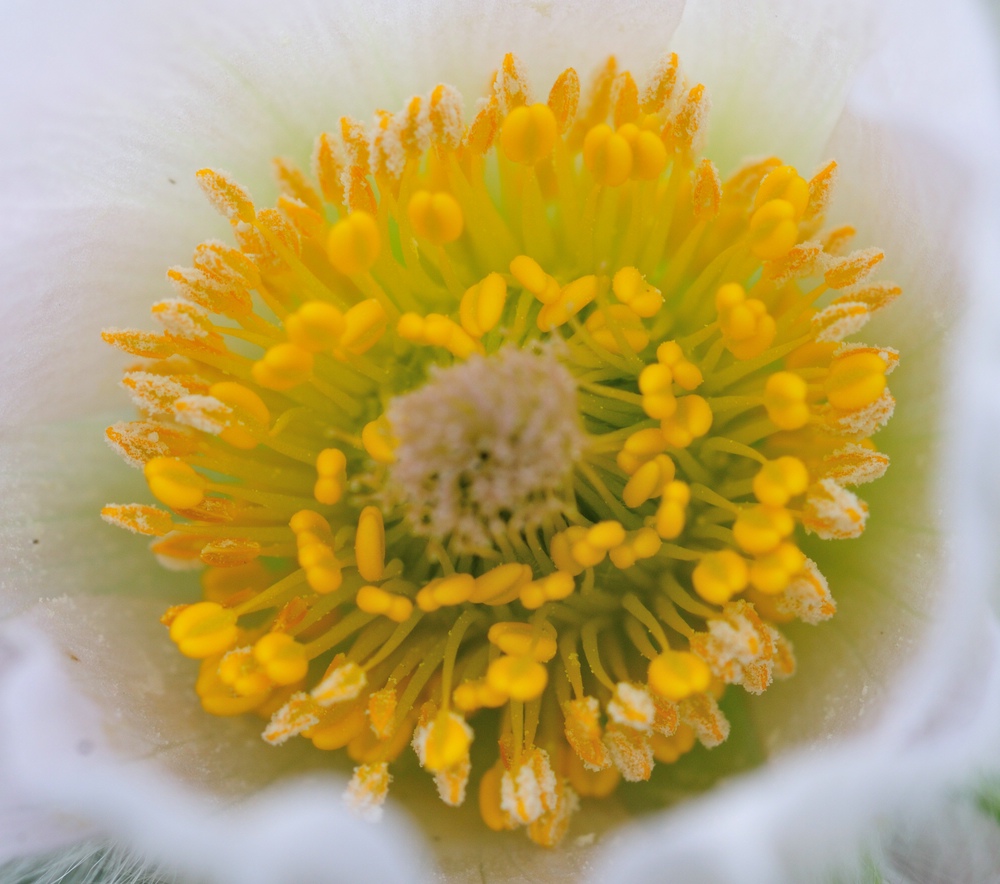 comp Arbeit 20100404 132224Blumen 2