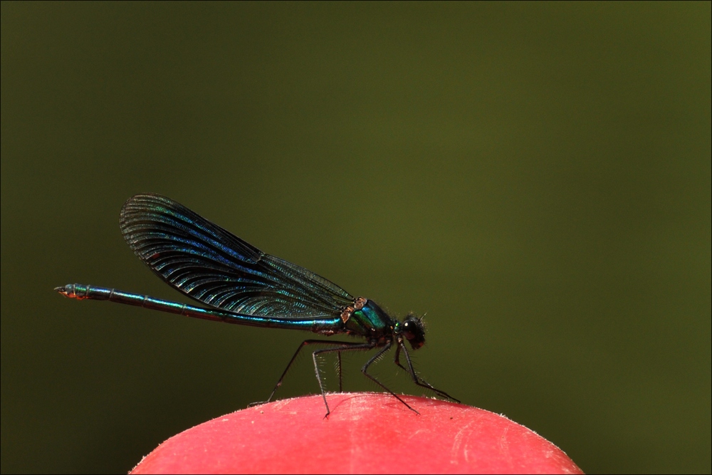 comp BlauflügelPrachtlibelle
