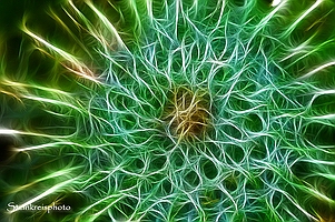 comp comp DSC 0472 Distel fractal