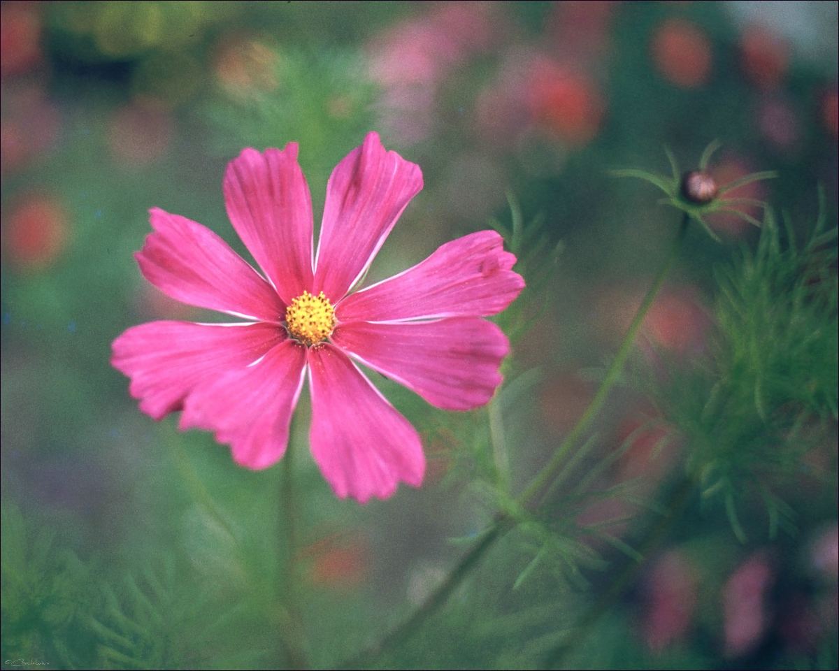 comp Cosmea