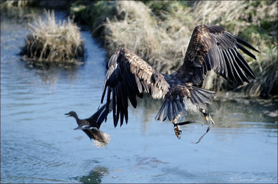 comp D30 5184 DxO raw