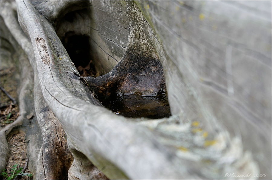 comp D30 6591 DxO raw