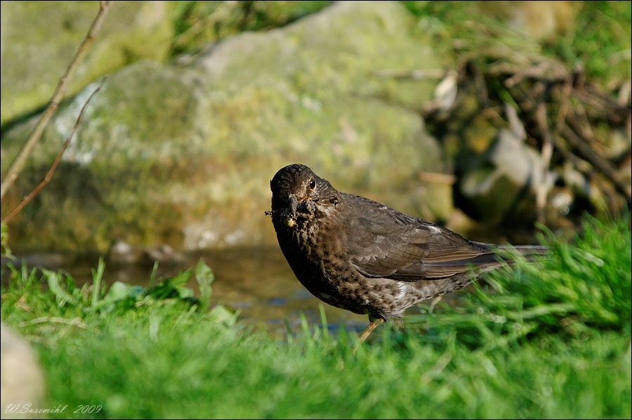 comp D30 7208 DxO raw