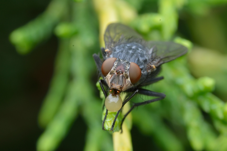 comp D800 905 VNX