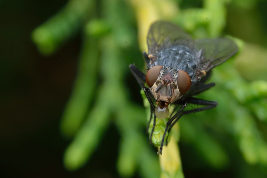 comp D800 910 VNX