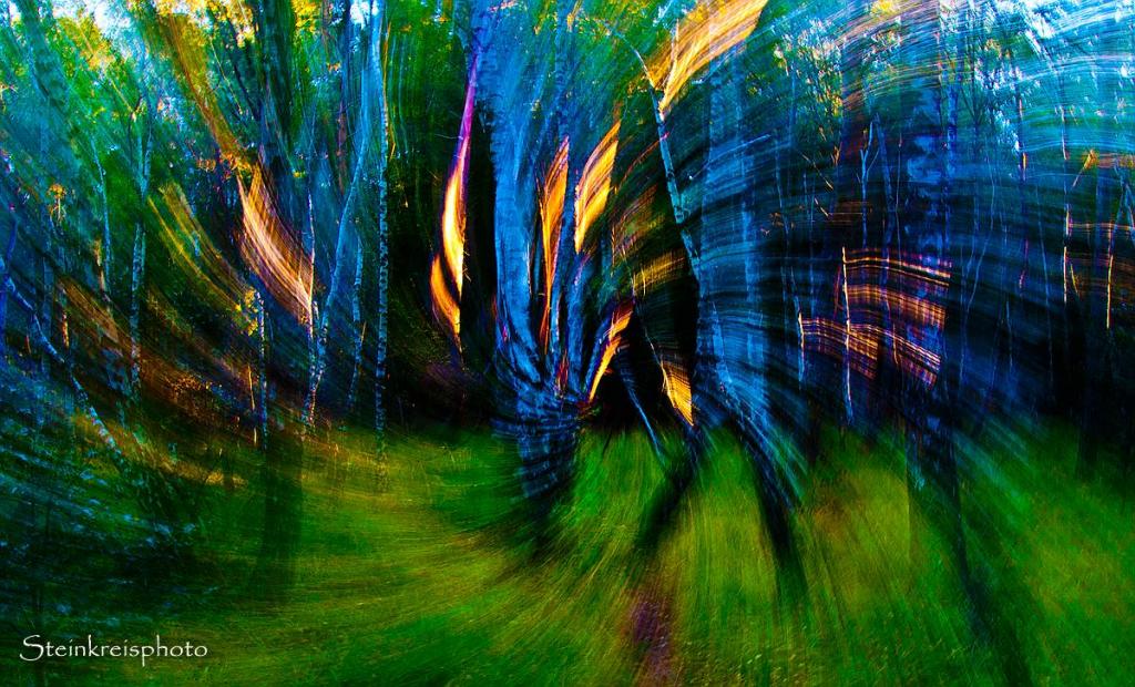 comp Der Wald lebt 2