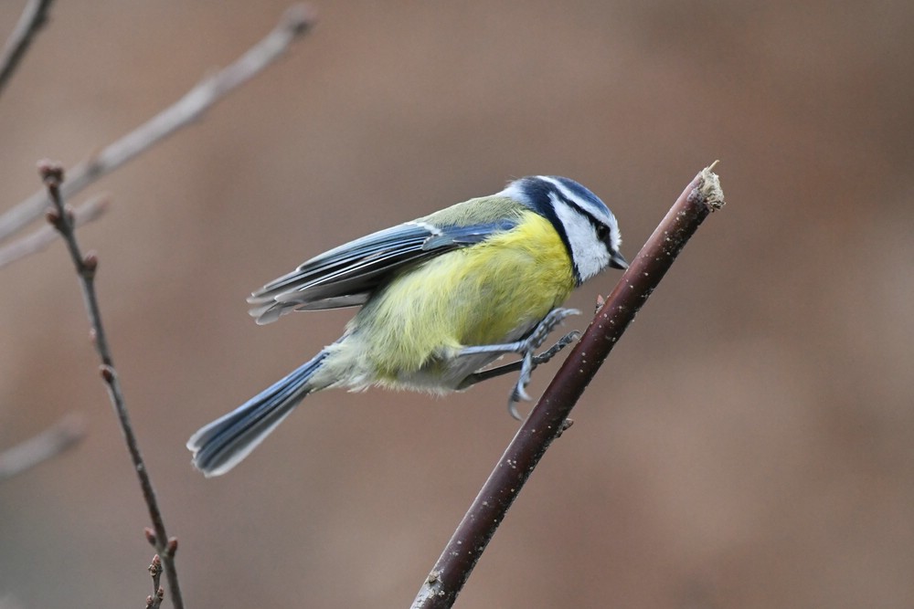 comp DSC 0040