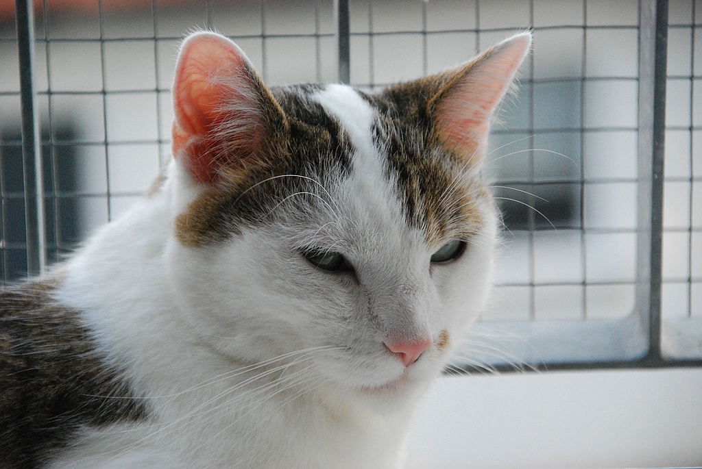 comp DSC 0040