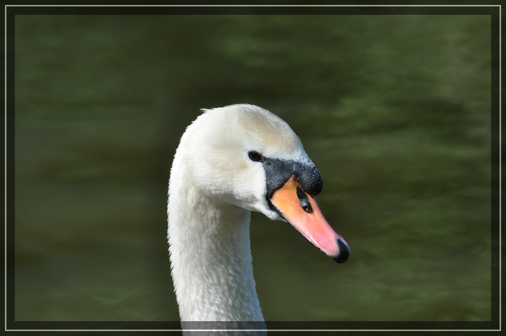 comp DSC 0043