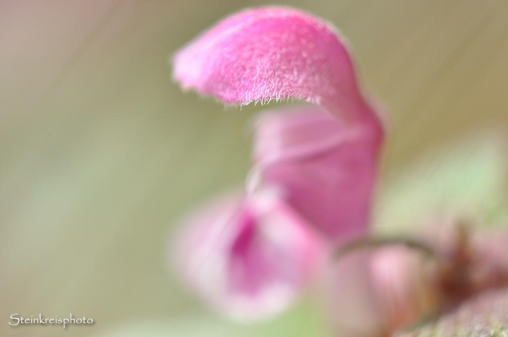 comp DSC 0169