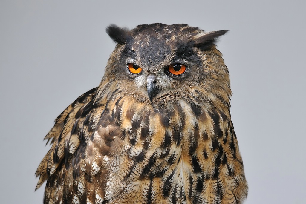 comp DSC 0483
