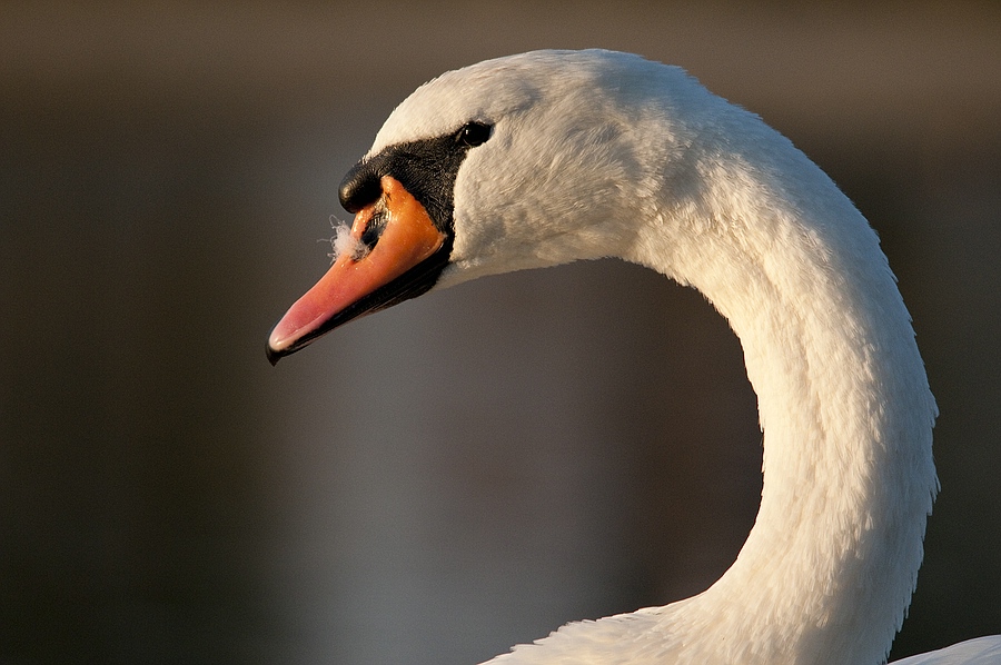 comp DSC 0850