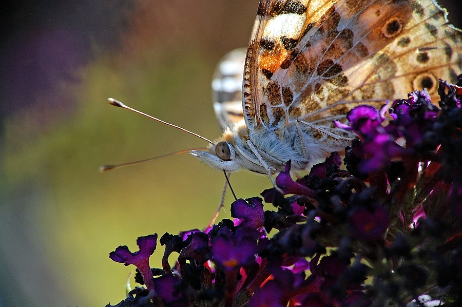 comp DSC 0860