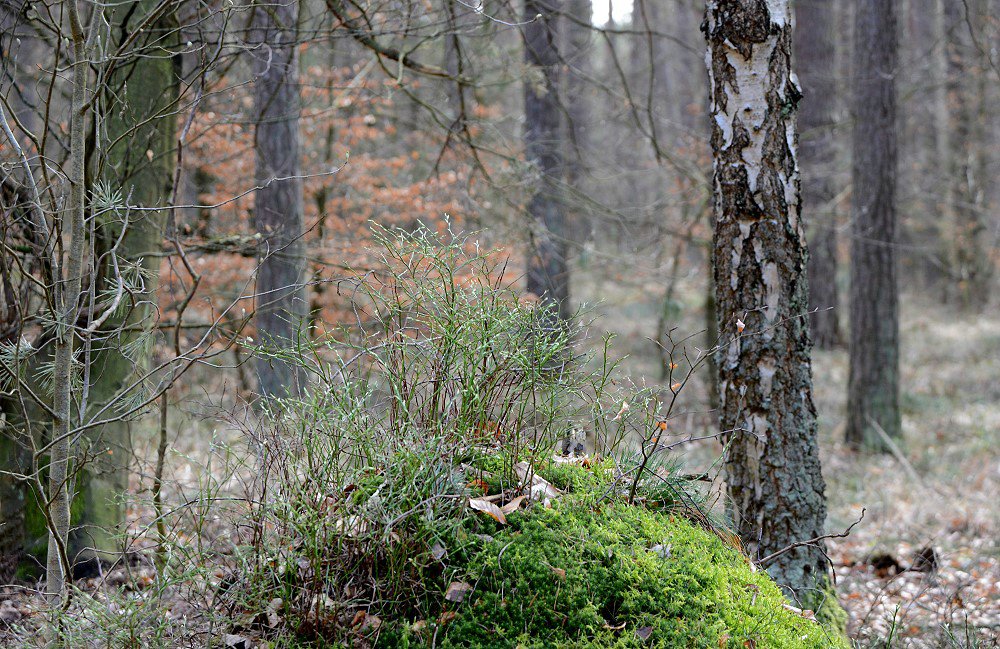 comp DSC 1154
