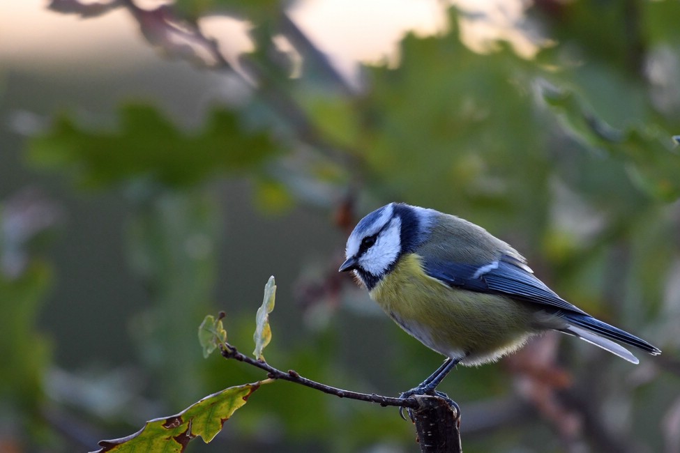 comp DSC 1255


Blaumeise