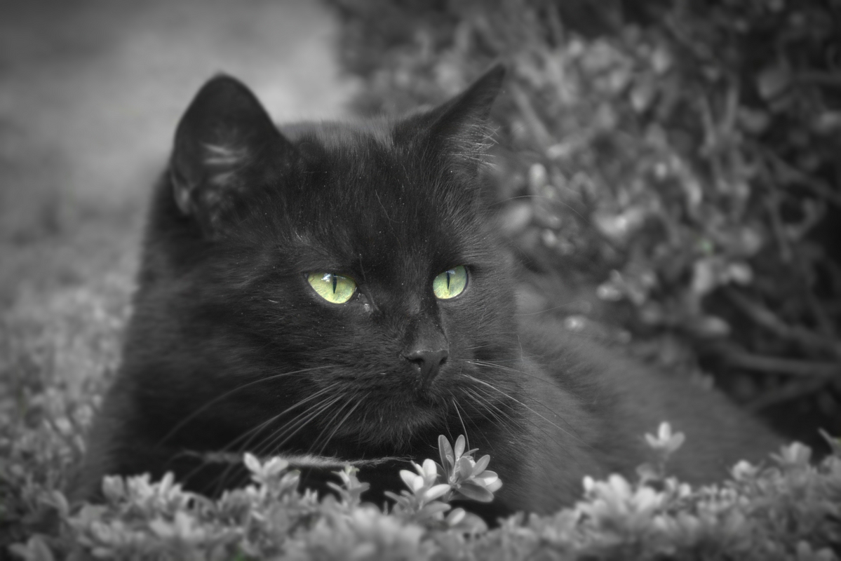 comp DSC 1300.NEF