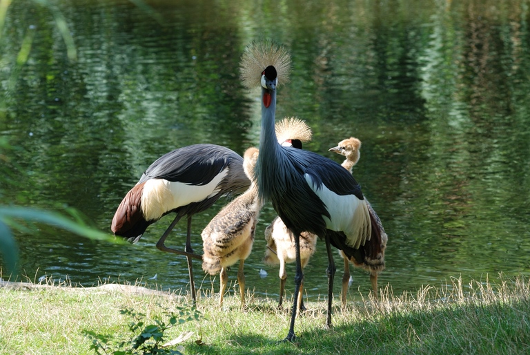 comp DSC 1481

D80, AF-D 2,8/ 80-200, F5,6, 1/200s, EV -1, ISO 100