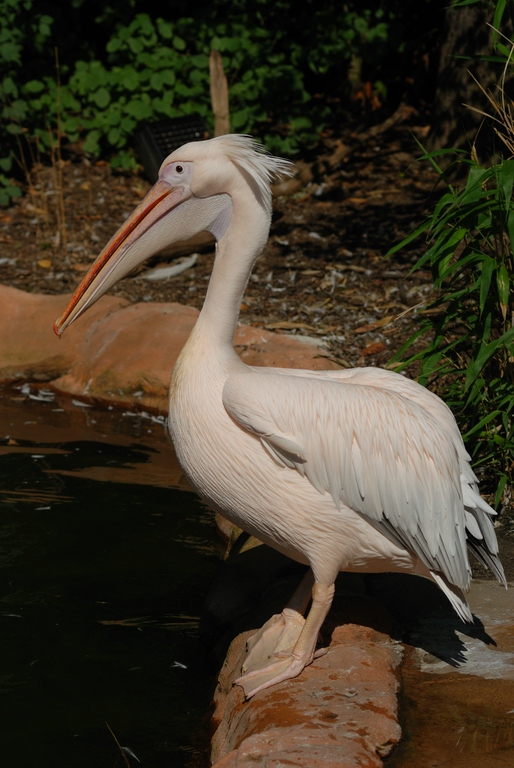 comp DSC 1486

D80, AF-D 2,8/ 80-200, F5,6, 1/1600s, ISO 100
