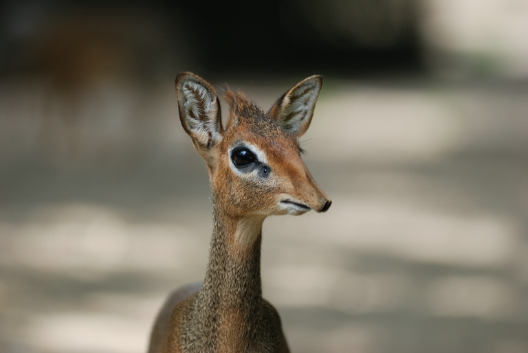 comp DSC 1534

D80, AF-D 2,8/ 80-200, F2,8, 1/160s, ISO 100