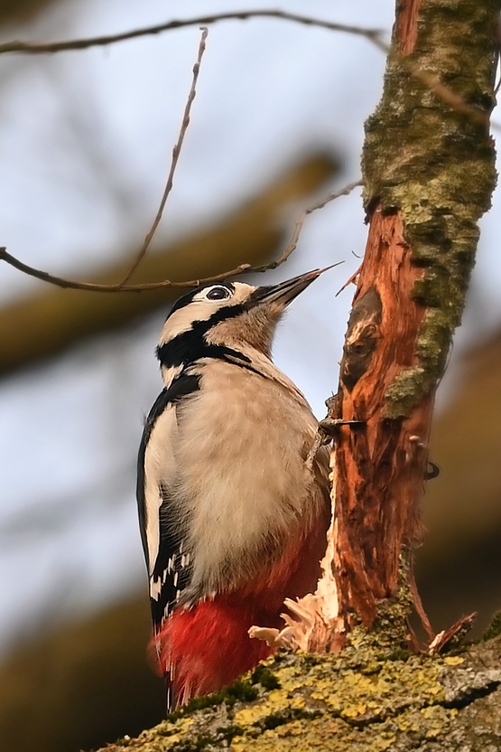 comp DSC 1543