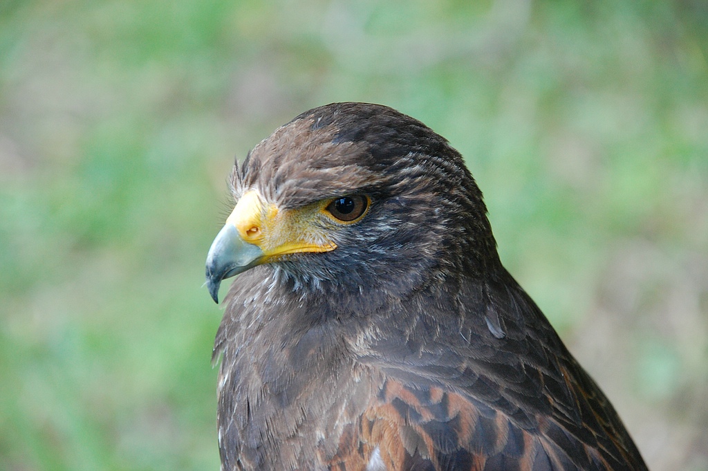comp DSC 1650
