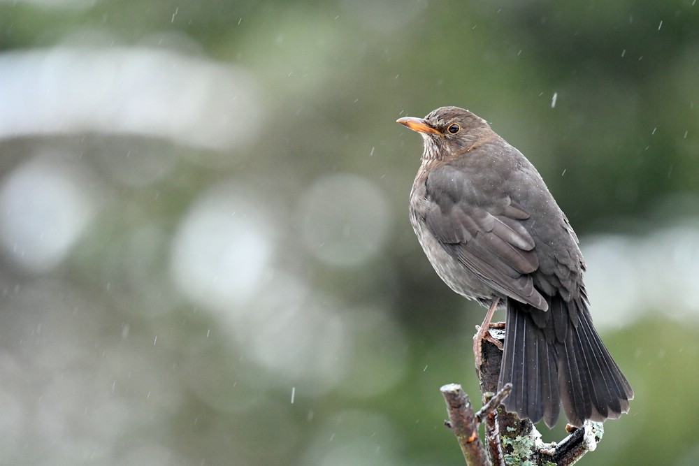 comp DSC 1920

Amsel